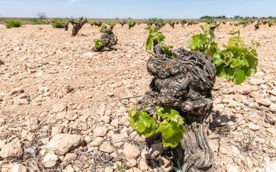 First Round of the High Level Group: AREV reaffirms priorities in Brussels – Innovation and Tradition for a Sustainable Future of the European Wine Sector